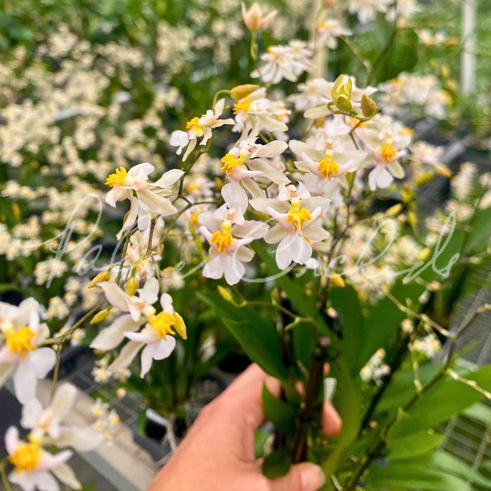 Oncidium Tsiku Marguerite — Palmer Orchids